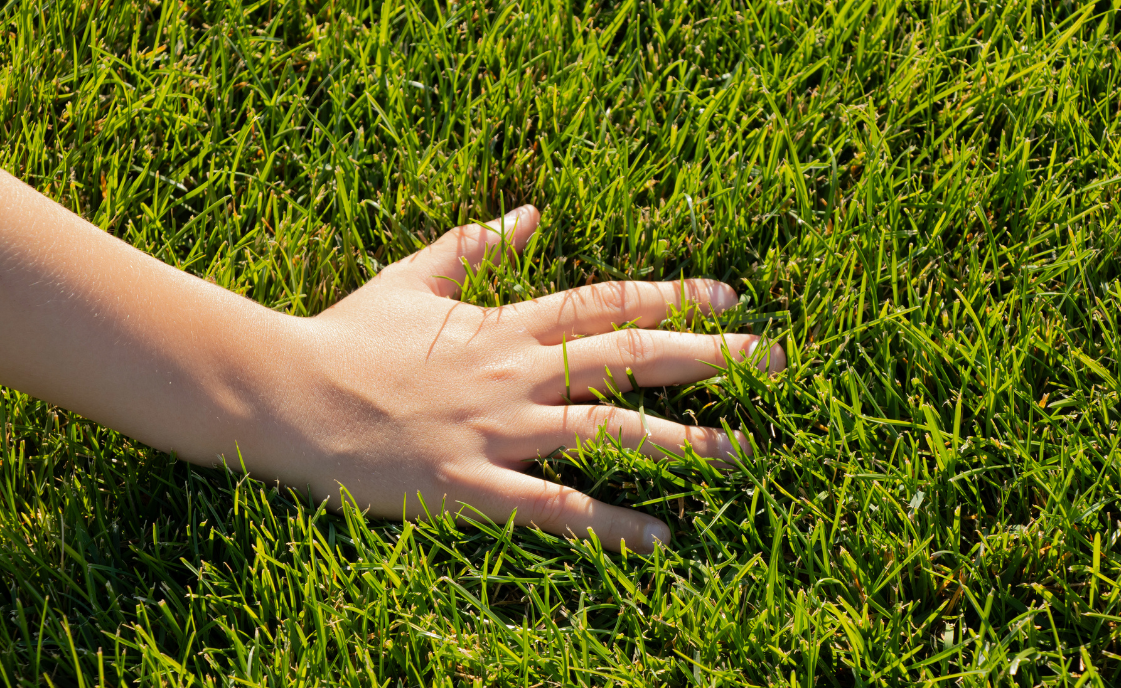 A photo of a hand in grass